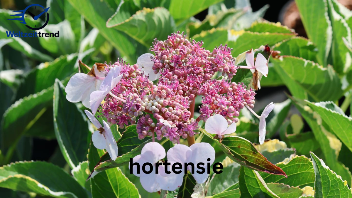 hortensie