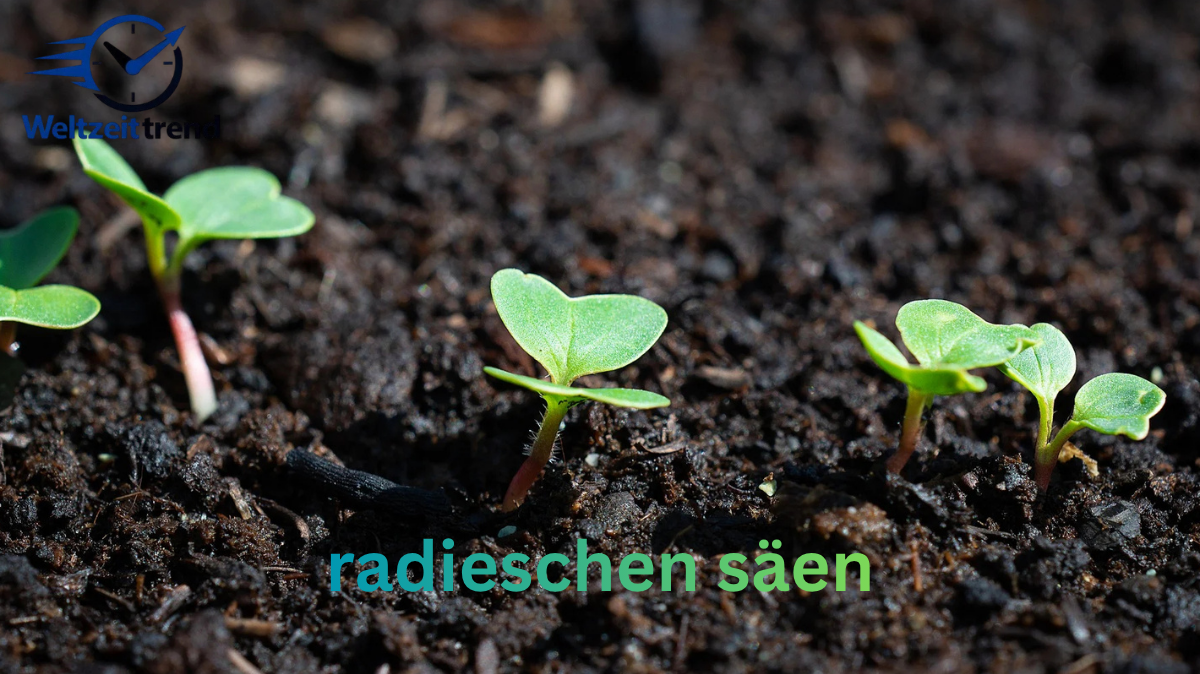 radieschen säen
