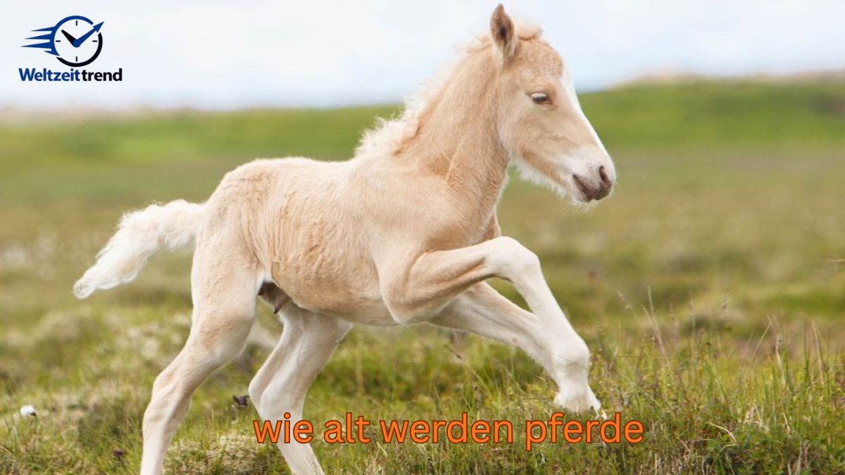wie alt werden pferde wie alt werden pferde